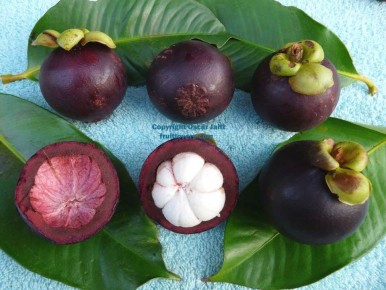 ������������ �����, � ������� �������� ��� � XIX ����