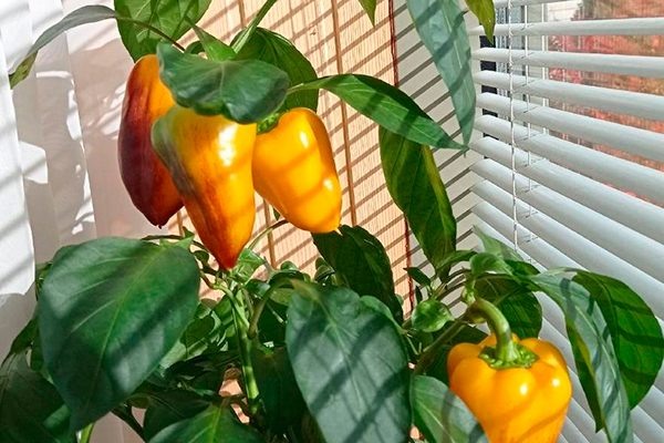 Эффективное выращивание перца Карась: советы и рекомендации