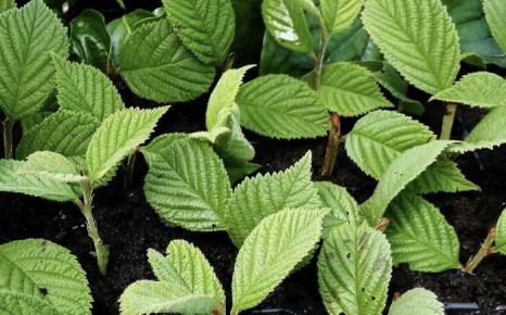 Выращивание войлочной вишни из косточек: секреты и советы