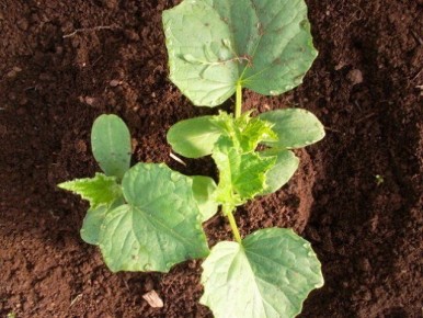 ��� ��������� ������������� ������� ������� ��� ���������� �����