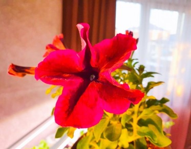 ��� ��������� ��������� �� ���������: ����������� ������ ��� �������� �����