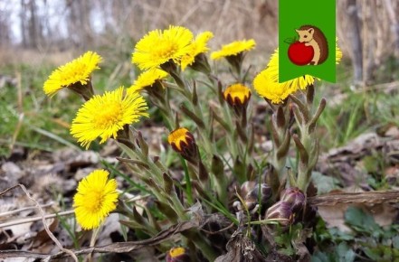 Когда зацветает мать-и-мачеха: что нужно начать в саду и огороде весной