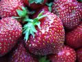 Как выбрать сорта садовой земляники так, чтобы урожай был долго и стабильно