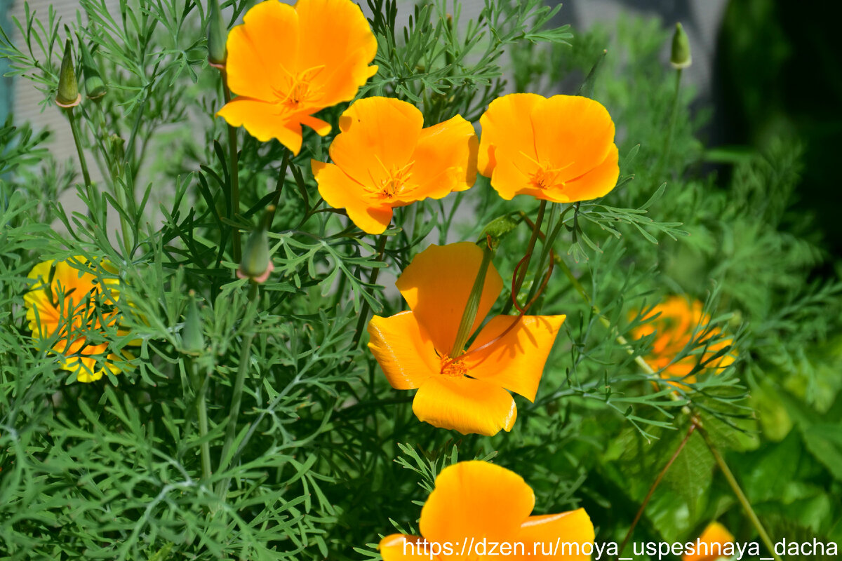 Зимние цветы, которые порадуют ранней весной: как правильно сажать однолетники