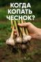 Секреты хранения чеснока: как сохранить урожай до весны без погреба