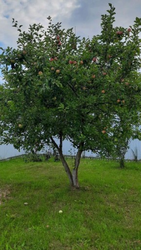 Как правильно выбрать место для яблони: важные рекомендации