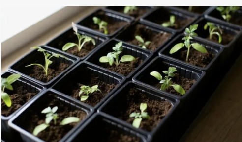 ��� ������� ��������� �������� ������ �� �����: ������ ��� �����������