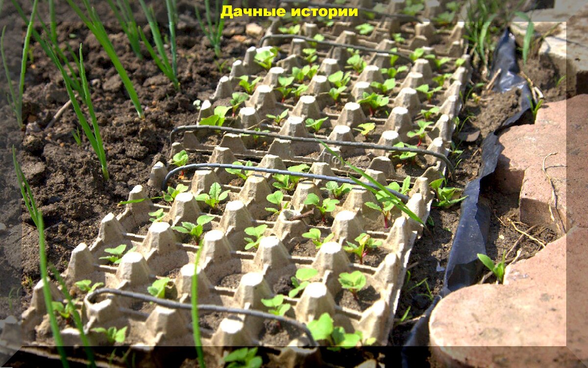 Редис через рассаду: секреты раннего урожая