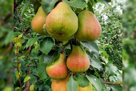 ���������� ����� �������