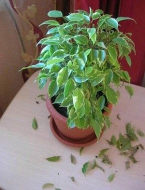 Почему ваш фикус Бенджамина теряет листья: разбираемся в основных причинах