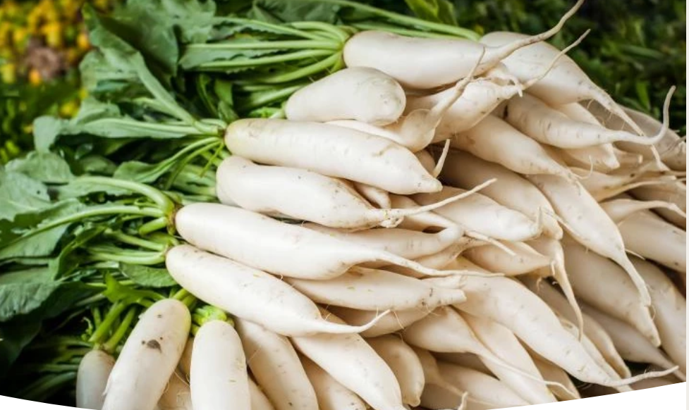 Как вырастить дайкон: полезные советы по посадке и уходу