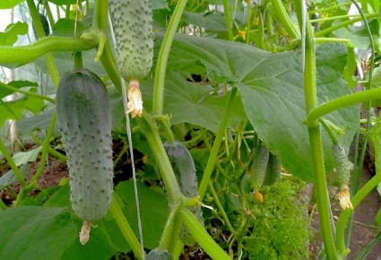 ������� ��������� ������ �������: ��� �������� ���������������� ������