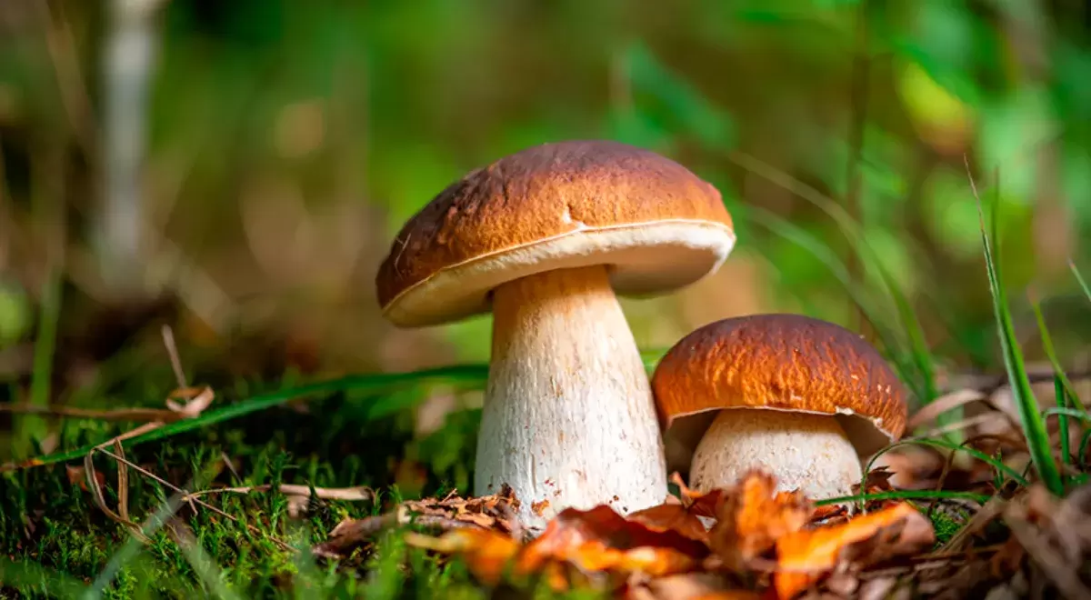 Август: Лучший месяц для грибников в России