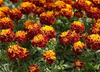 Что делать с бархатцами после цветения: советы для садоводов