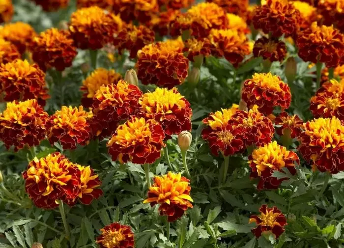 Что делать с бархатцами после цветения: советы для садоводов