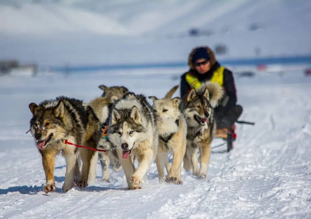Владислав Кузнецов: На Чукотке финишировала гонка на собачьих упряжках «Надежда-2026» Владислав Кузнецов: На Чукотке финишировала гонка на собачьих упряжках «Надежда-2026»