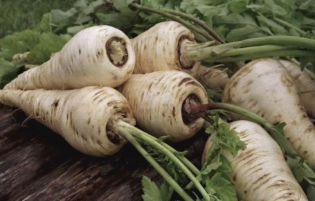 Пастернак — коренеплод с секретом: когда и как собирать урожай для максимального вкуса