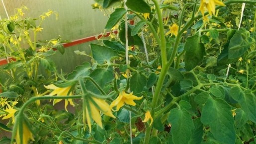 ��� ������ ������� ������� ������ �������: ������� ��������� ������������