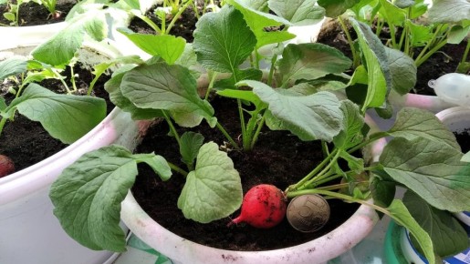 Как вырастить редис на подоконнике: опыт и советы
