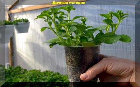 Секреты ухода за растениями: отвечаем на актуальные вопросы дачников