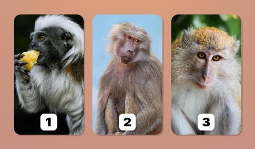 Тест на личность: какую обезьяну вы выберете и что это говорит о вас?
