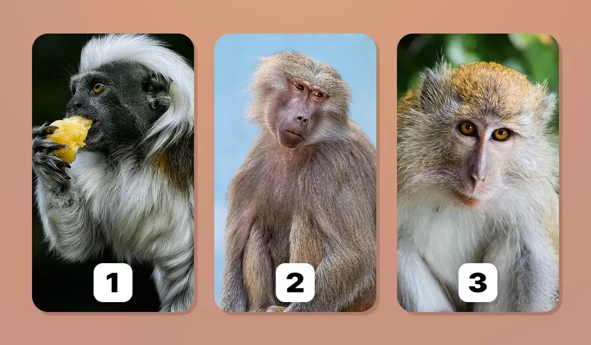 Тест на личность: какую обезьяну вы выберете и что это говорит о вас?