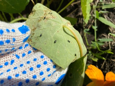 Крестоцветная блошка: как защитить свой урожай от этой опасной угрозы