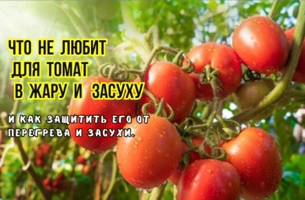 Томаты под палящим солнцем: как не навредить
