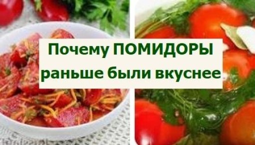 помидоры: когда вкус был настоящим