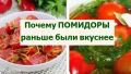 помидоры: когда вкус был настоящим