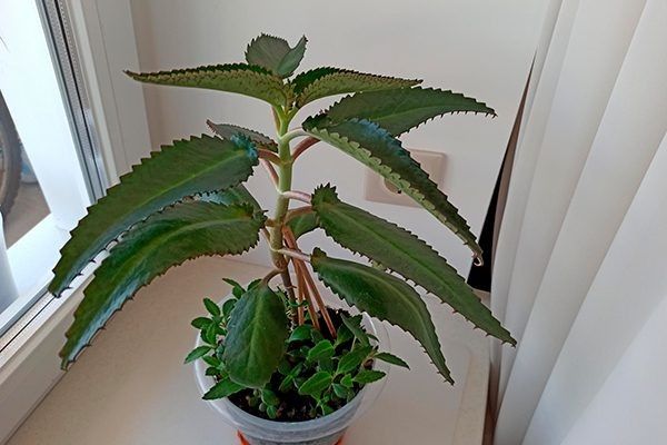 �������� ���������: ��������� �������� � �������� ������ � ���������