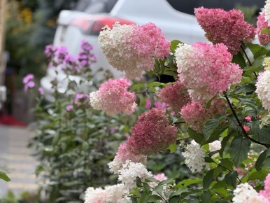 Серая гниль на гортензиях: как защитить любимые цветы от опасности