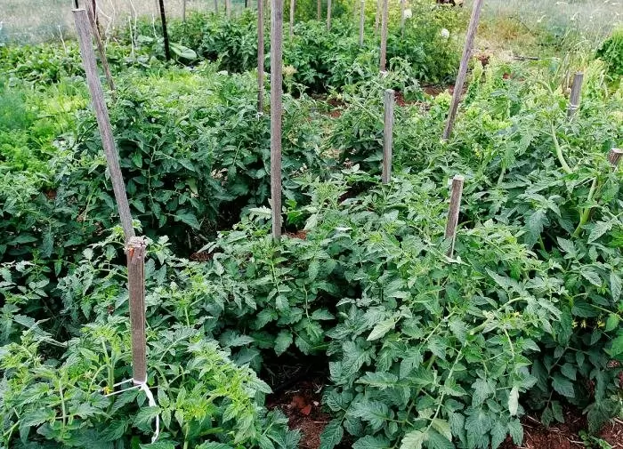 Подвязка томатов: ключ к здоровому и обильному урожаю