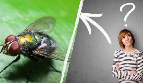 Как быстро избавиться от мух на кухне: эффективные методы