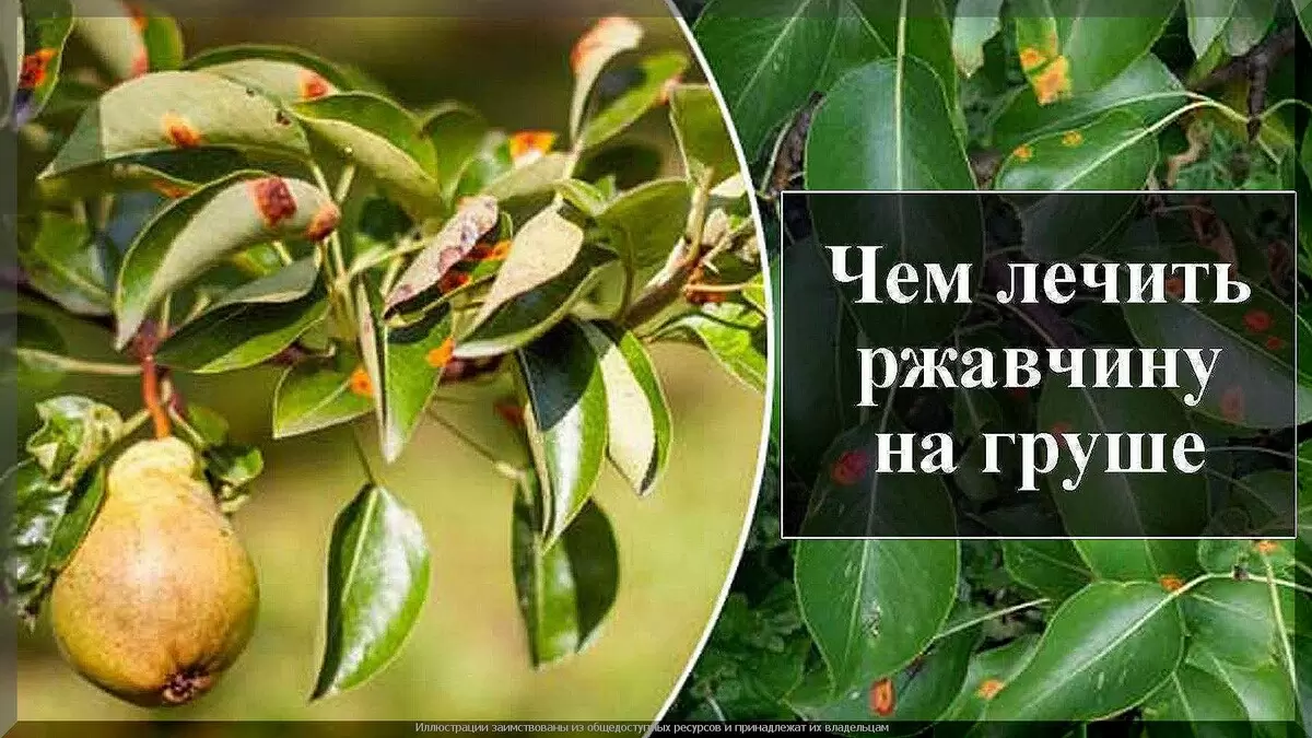 Ржавчина на грушах: как защитить урожай с помощью проверенных препаратов