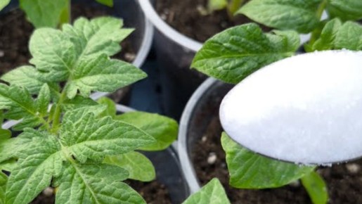 Как создать идеальную рассаду: секреты успешных подкормок