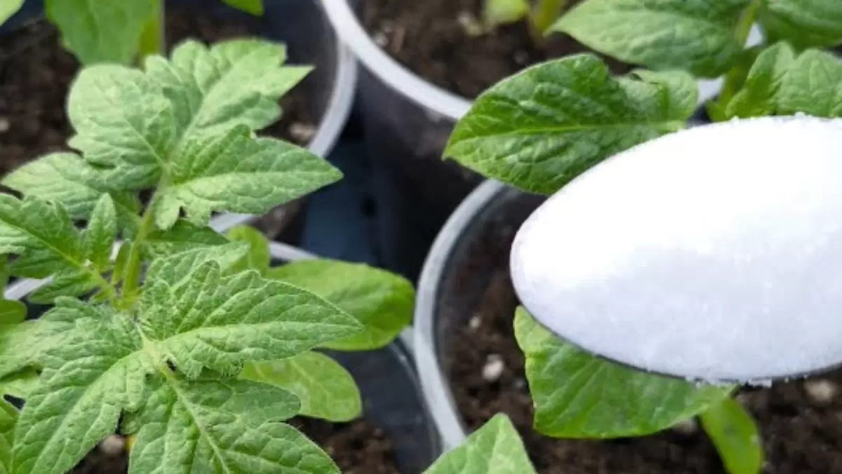 Как создать идеальную рассаду: секреты успешных подкормок