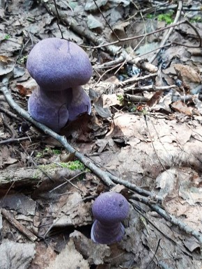 ���������� ������� ������: ������ ������� �������� ����