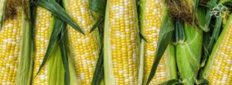 ����������� �������� �� ����: �������, ������� ��������� �������� ������