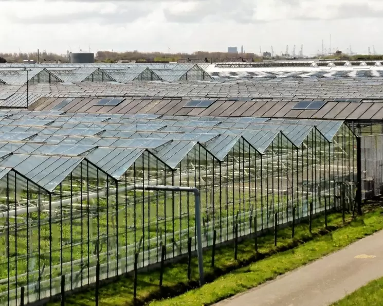 Теплицы России: в ожидании модернизации для повышения урожайности