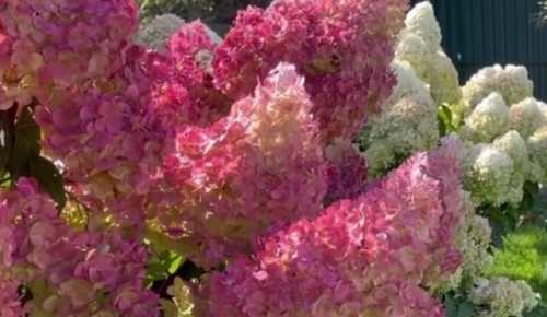 Осенняя подкормка гортензий: секреты будущего цветения