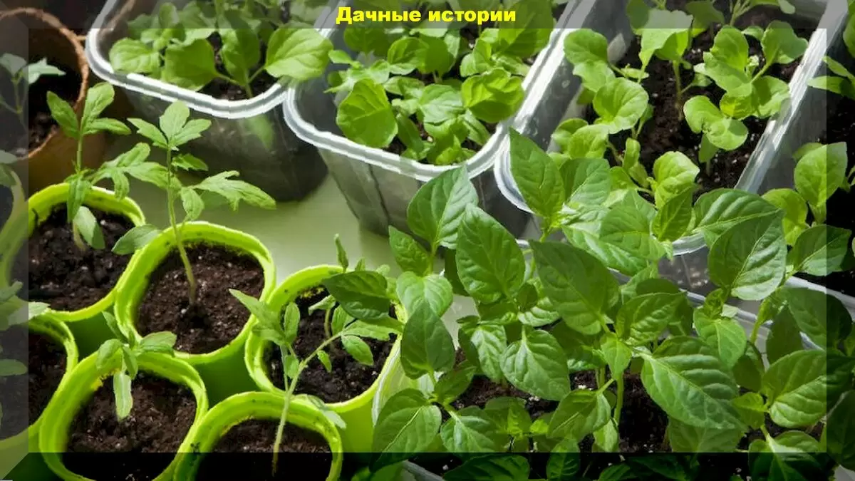 Новые горизонты посева: как добиться крепкой рассады без лишних затрат