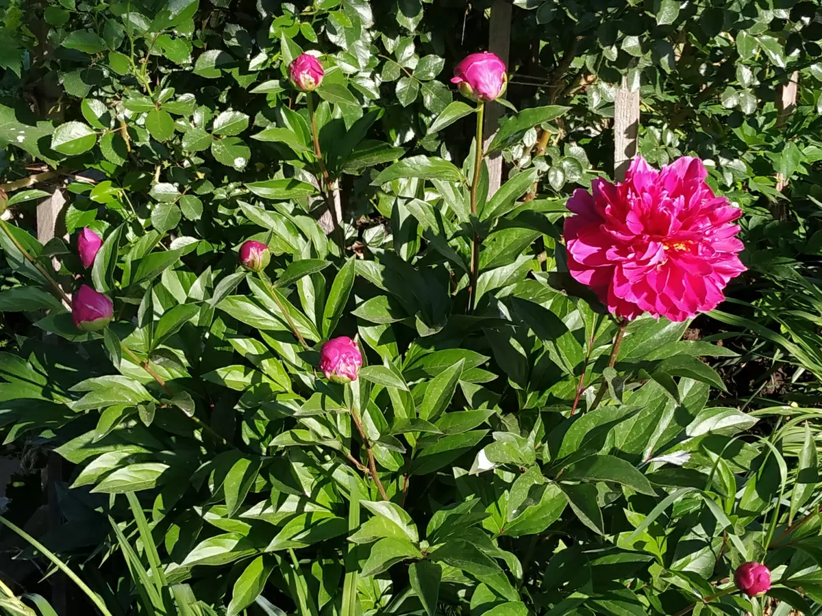 Древовидный пион: История, уход и гурманские сорта для вашего сада