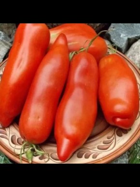 Томат Дядя Степа: как вырастить гиганта с уникальными плодами и высоким урожаем