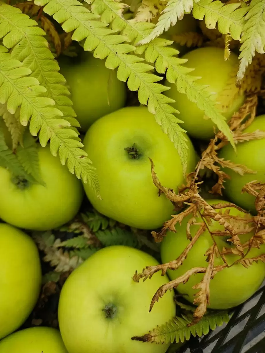 Как спасти сад: симптомы болезней и секреты успешного ухода за фруктовыми деревьями