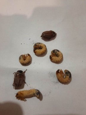 Как защитить растения на садовом участке от майских хрущей и их личинок