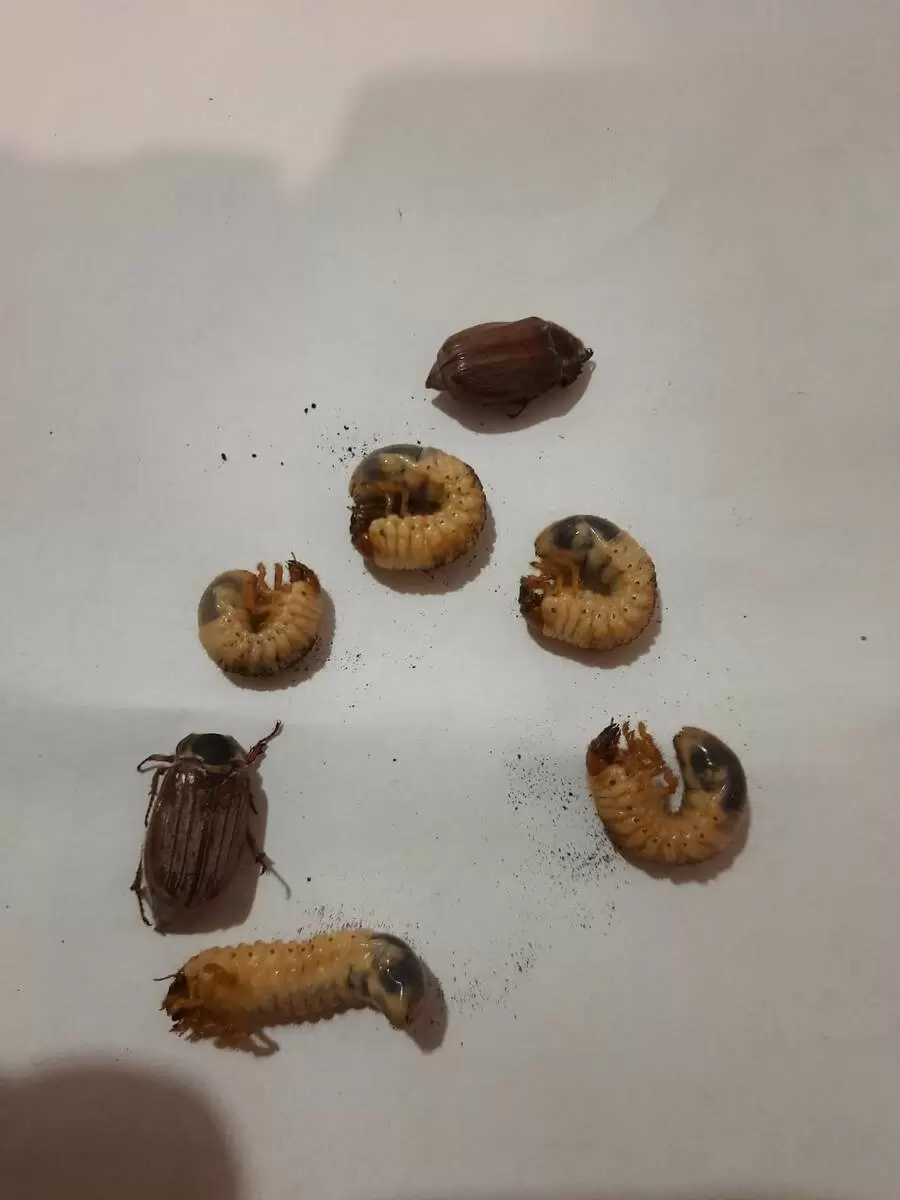 Как защитить растения на садовом участке от майских хрущей и их личинок