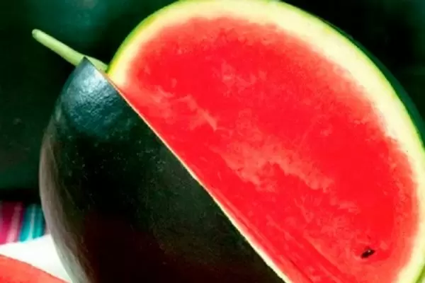 Сибирские огни: как вырастить вкусный арбуз в суровых условиях