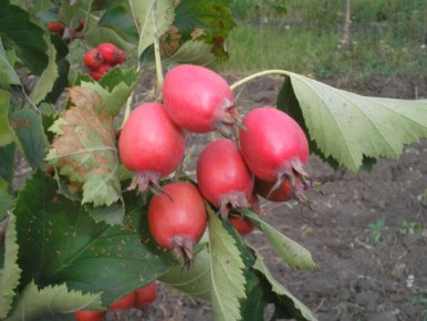 Боярышник на вашем участке: всё, что нужно знать для успешного выращивания