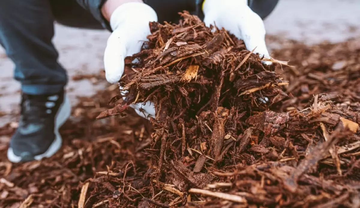 Как подготовить сад и огород к зиме: полезные советы для садоводов